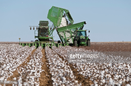 173873549-cotton-stripper-harvesting-crop-gettyimages.jpeg