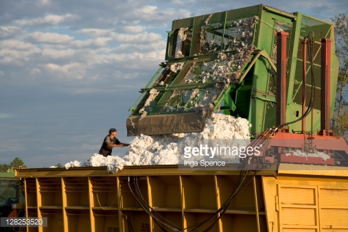 128253520-four-row-cotton-picker-dumping-cotton-into-gettyimages.jpeg