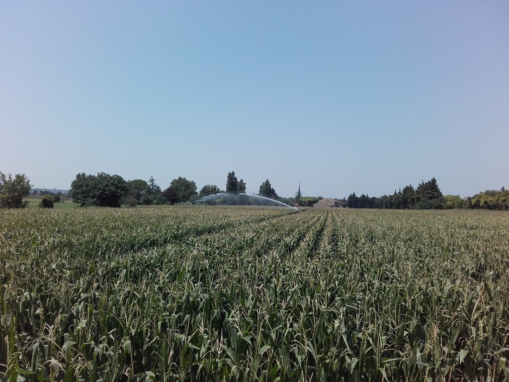 irrigation maïs.jpg